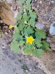 Eucnide bartonioides