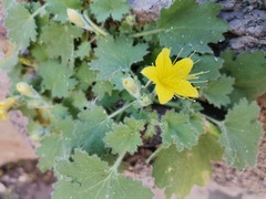 Eucnide bartonioides