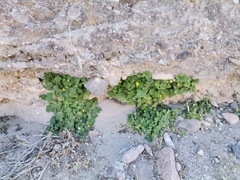 Eucnide bartonioides