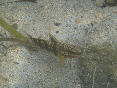 Amblygobius phalaena