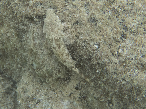 Leafy dragonet (Anaora tentaculata) — Callionymidae