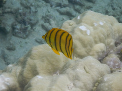 Chaetodon octofasciatus