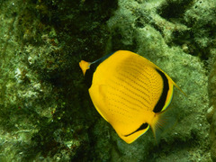 Chaetodon semeion