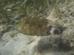 Cheilinus chlorourus