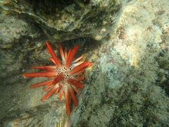 Heterocentrotus mamillatus