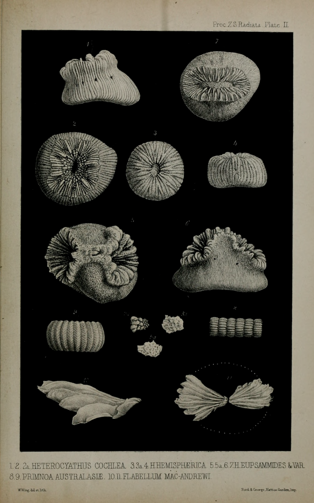 Splitting Fan Coral