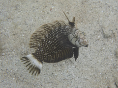 Novaculichthys taeniourus