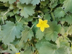 Eucnide bartonioides