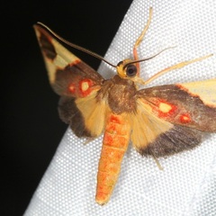 Symphlebia