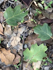 Quercus × ganderi