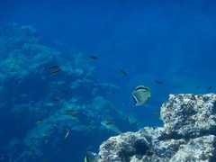 Johnrandallia nigrirostris