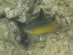 Pomacentrus simsiang