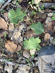 Quercus × ganderi