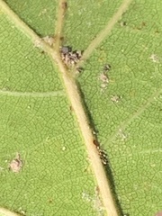 Quercus × ganderi