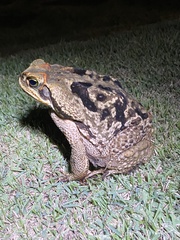 Rhinella diptycha