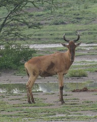 Alcelaphus buselaphus cokii