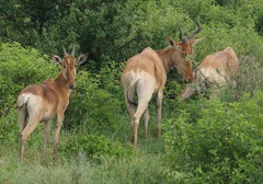 Alcelaphus buselaphus cokii