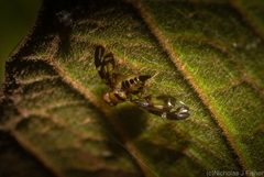 Austrorioxa acidiomorpha