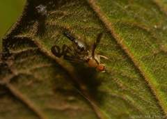 Austrorioxa acidiomorpha