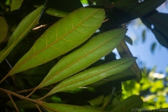 Elaeocarpus williamsianus