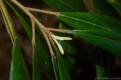 Elaeocarpus williamsianus