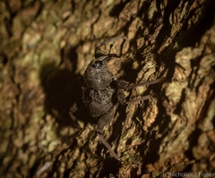 Onidistus araneus