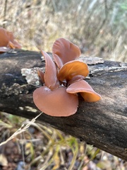 Auricularia angiospermarum