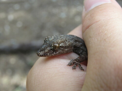 Hemidactylus frenatus observed 2022-11-26