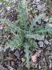 Cirsium occidentale