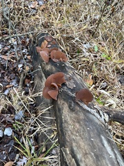 Auricularia angiospermarum