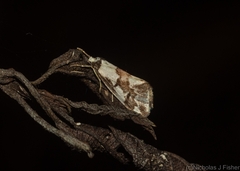 Philenora chionastis