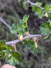 Ribes quercetorum