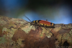 Pseudolycus fasciatus