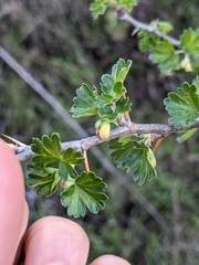 Ribes quercetorum