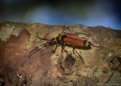 Pseudolycus fasciatus