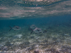 Trachinotus falcatus