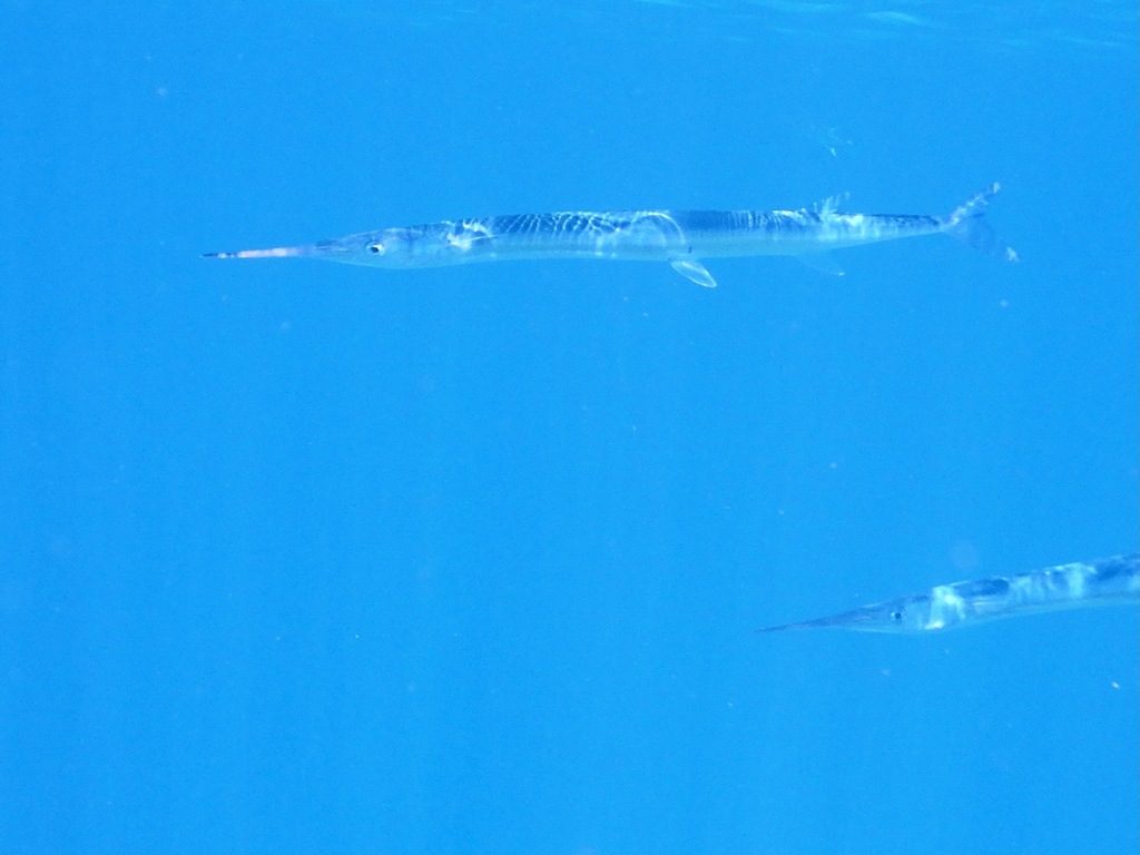 Pacific agujon needlefish (Tylosurus pacificus) — Belonidae