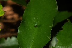 Bijoaraneus praesignis
