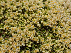 Hectorella caespitosa