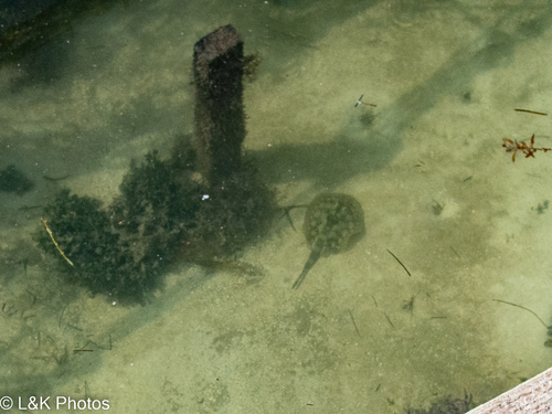 Yellow Stingray (Urobatis jamaicensis), a species recorded in Florida