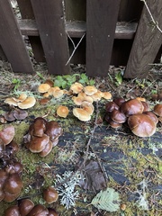 Kuehneromyces lignicola