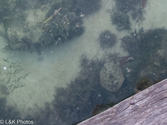 Urobatis jamaicensis