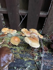 Kuehneromyces lignicola