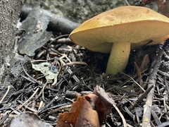 Leccinum insigne