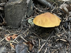 Leccinum insigne