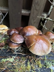 Kuehneromyces lignicola