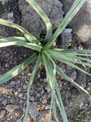Asphodelus