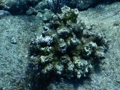 Pocillopora