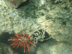 Heterocentrotus mamillatus