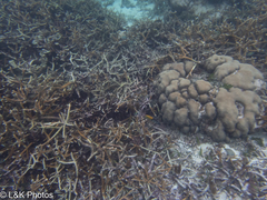 Acropora cervicornis
